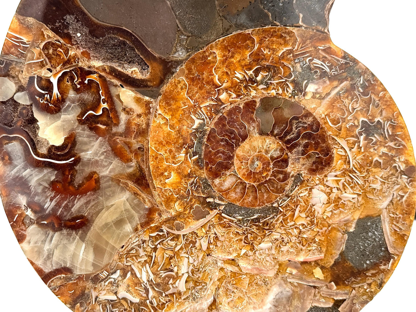 Ammonite Fossil Pair - 1.03KG - #30