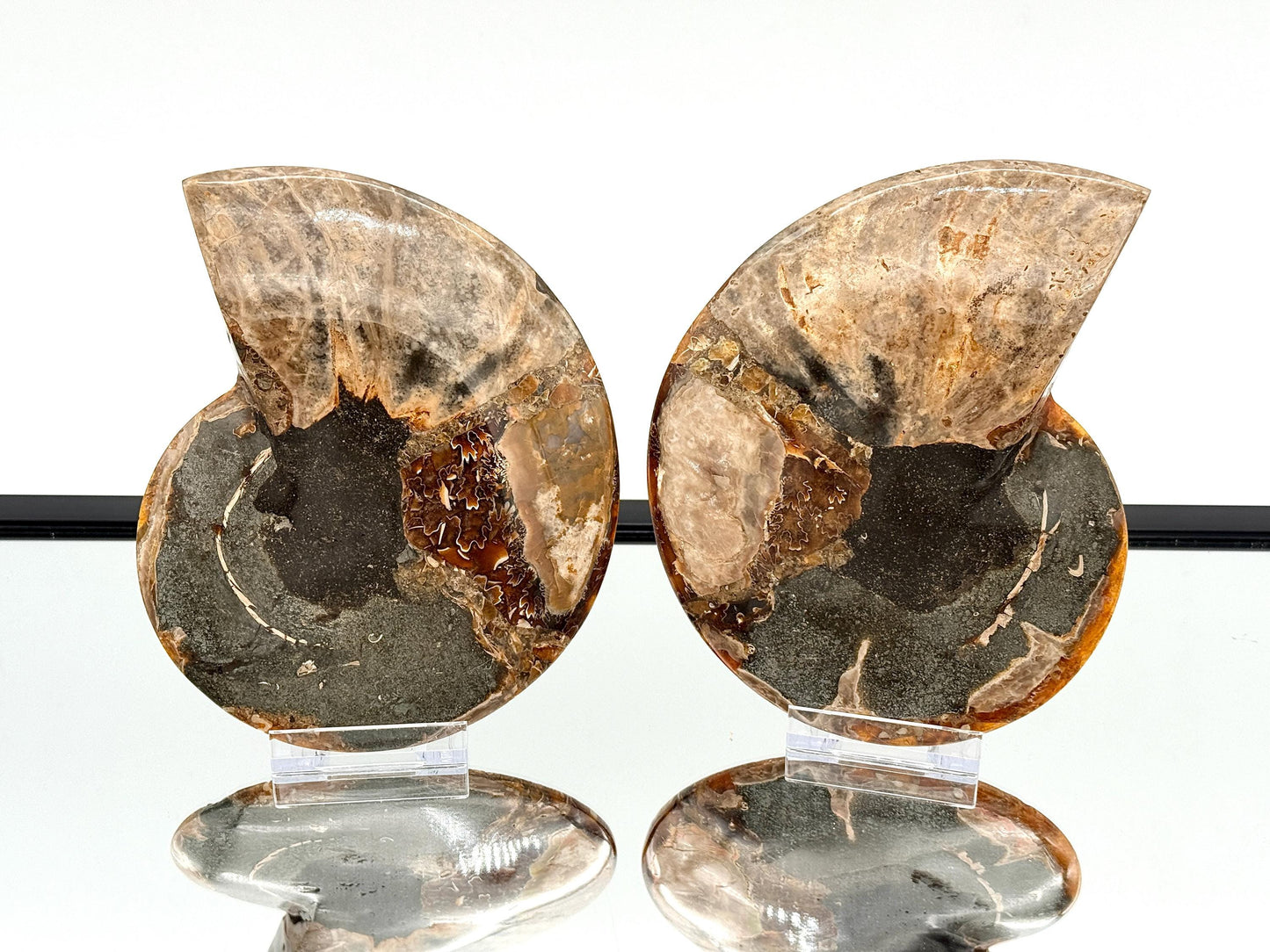 Ammonite Fossil Pair - 1.03KG - #30