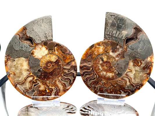 Ammonite Fossil Pair - 2.49KG - #28
