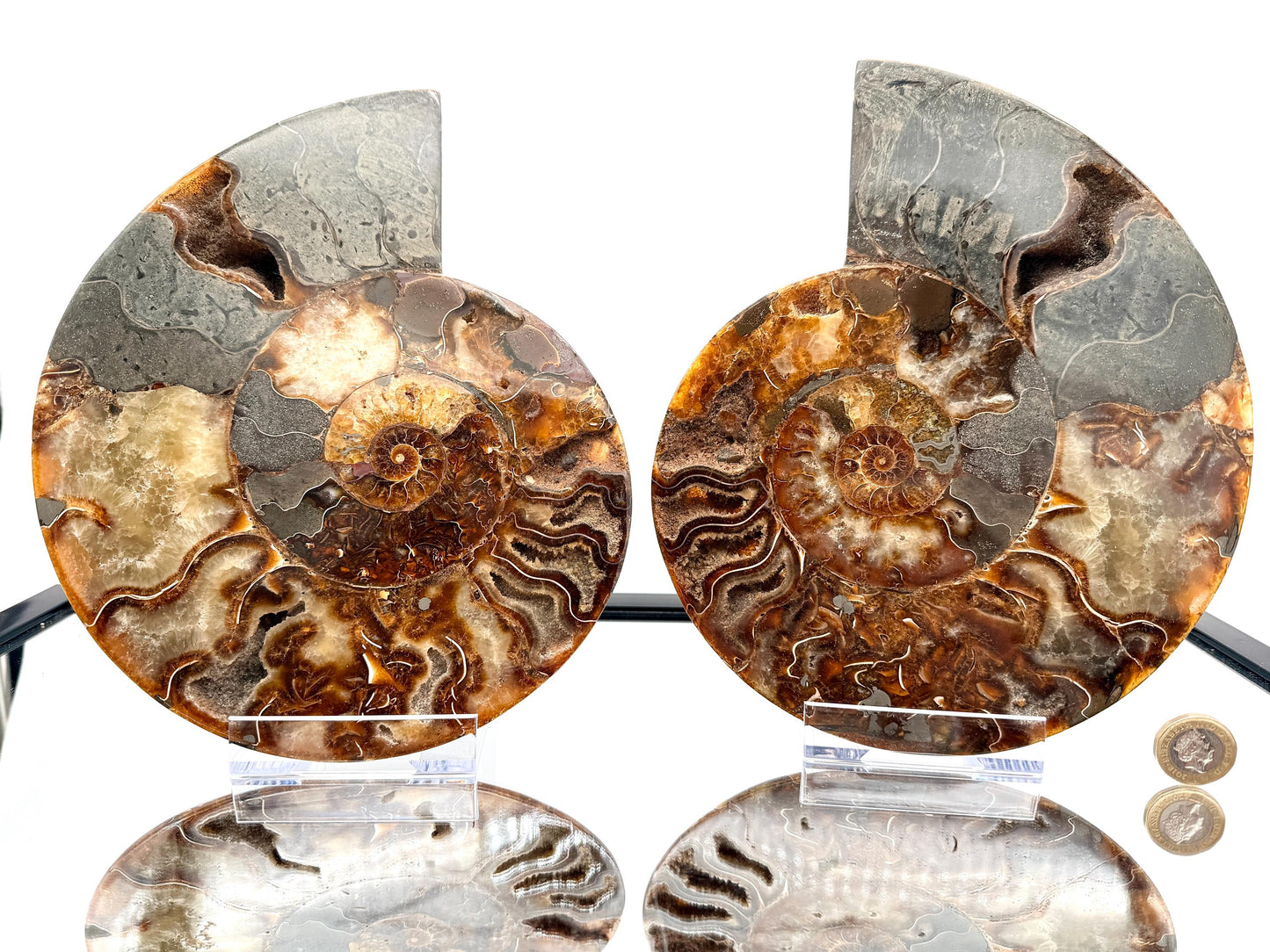 Ammonite Fossil Pair - 2.49KG - #28
