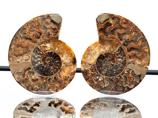 Ammonite Fossil Pair - 1.31KG - #27
