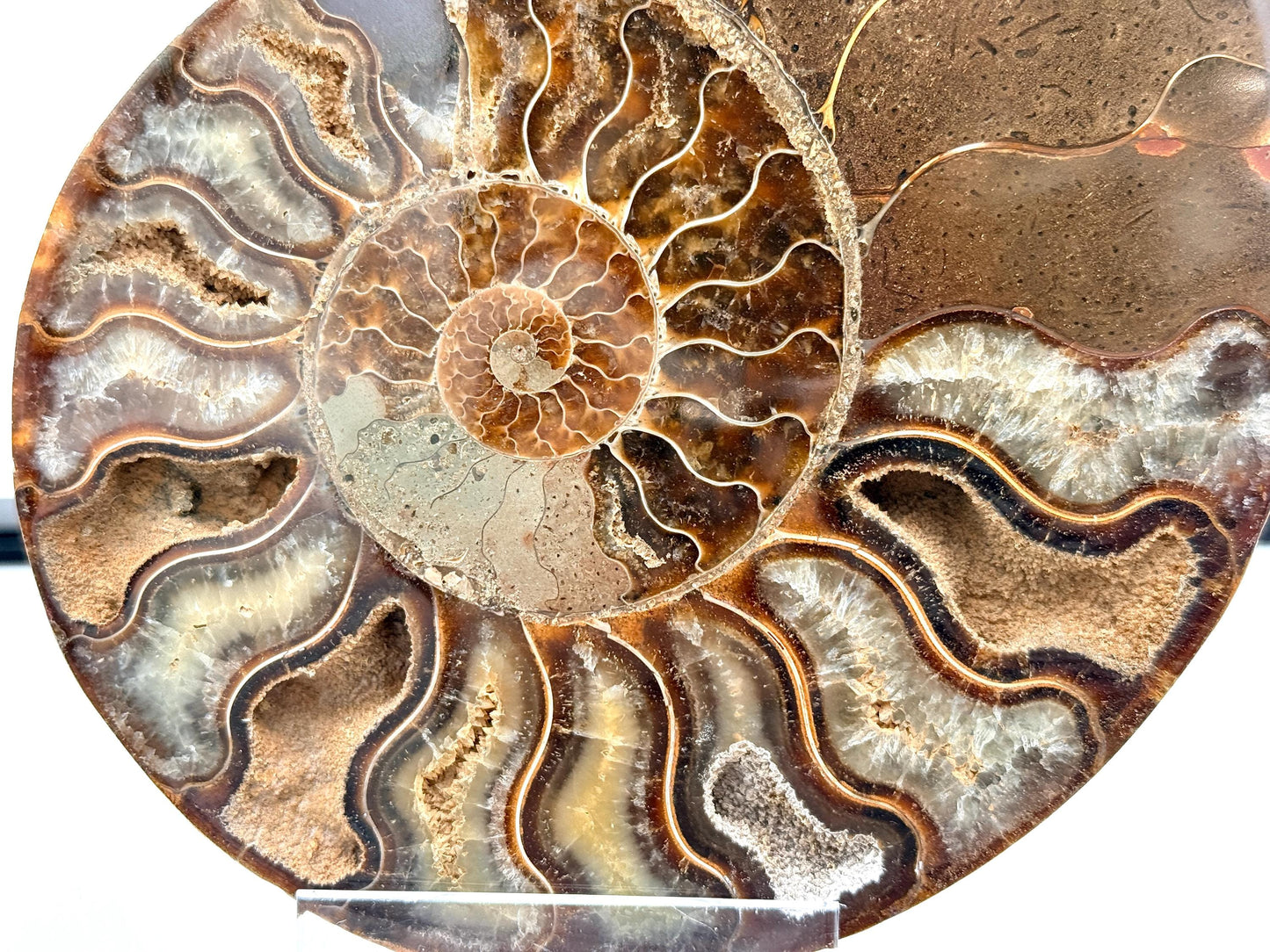 Ammonite Fossil Pair - 1.00KG - #29