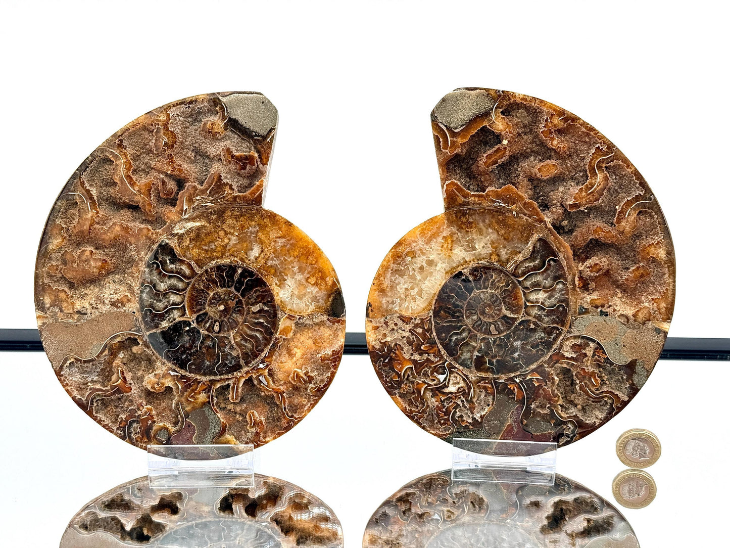 Ammonite Fossil Pair - 1.31KG - #27