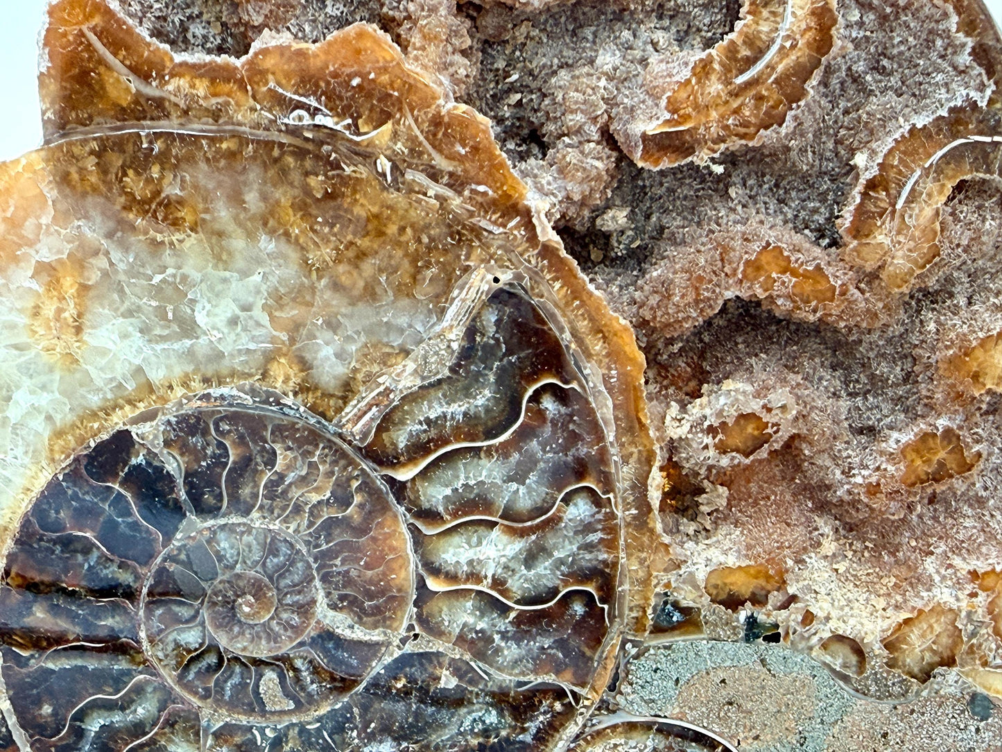 Ammonite Fossil Pair - 1.31KG - #27