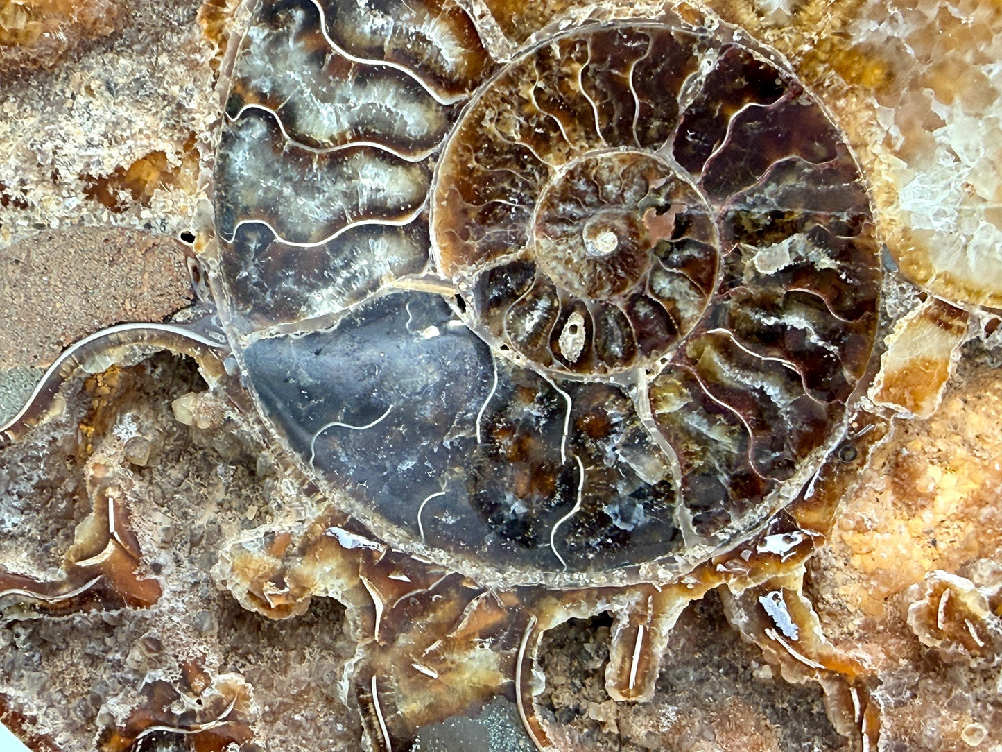 Ammonite Fossil Pair - 1.31KG - #27