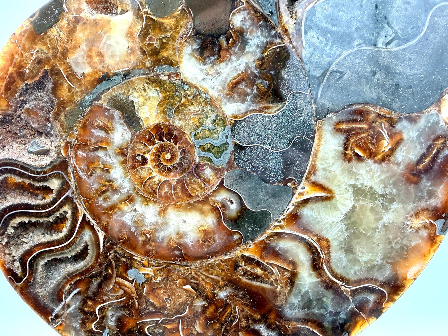 Ammonite Fossil Pair - 2.49KG - #28