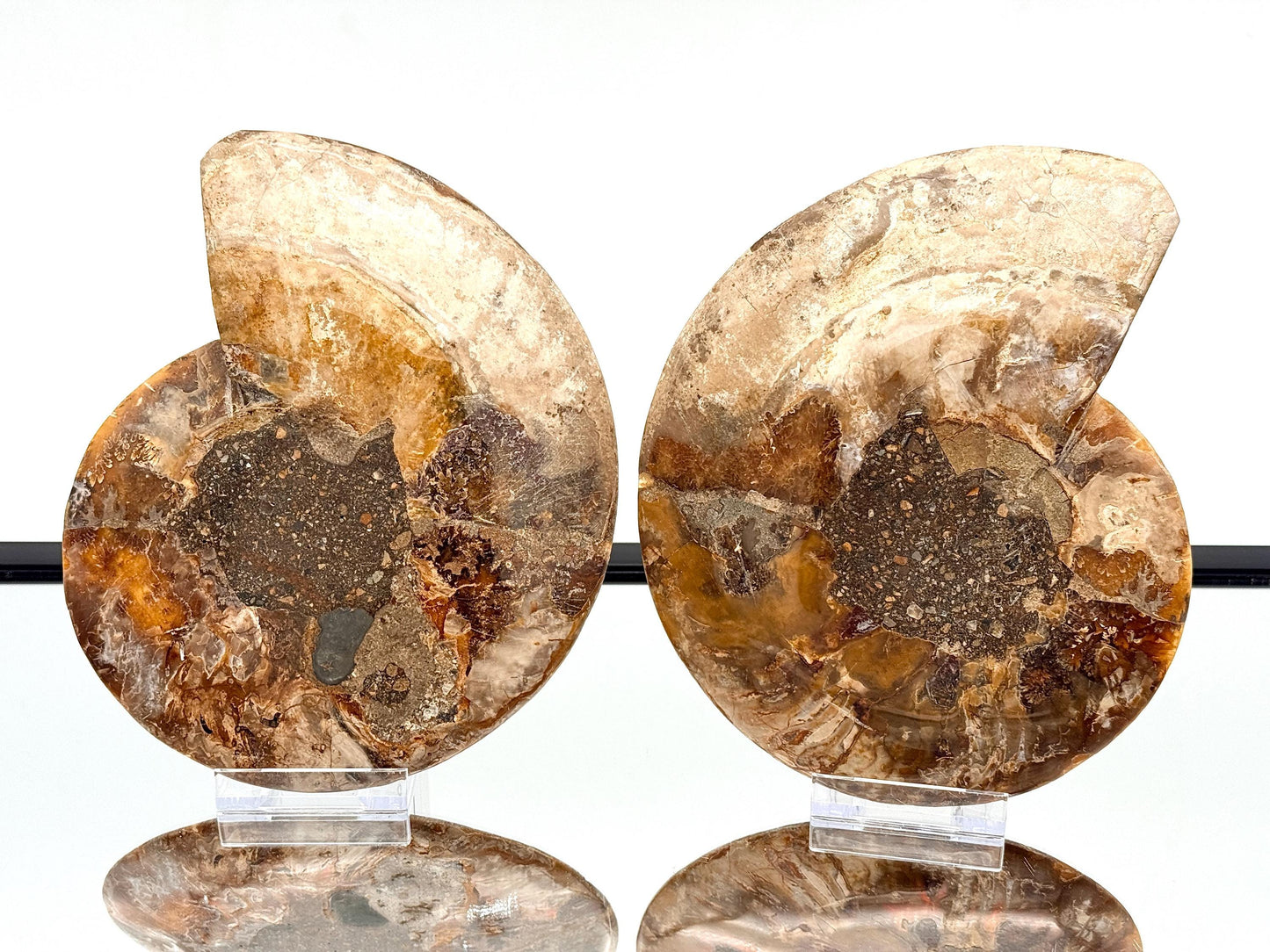 Ammonite Fossil Pair - 1.31KG - #27