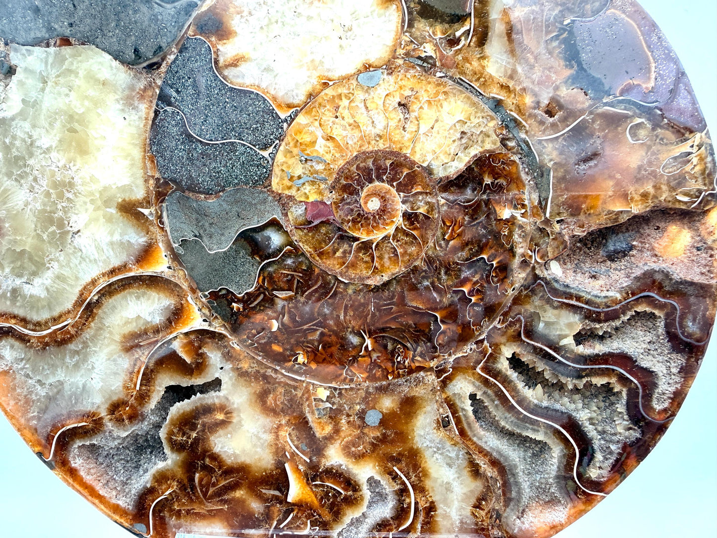 Ammonite Fossil Pair - 2.49KG - #28