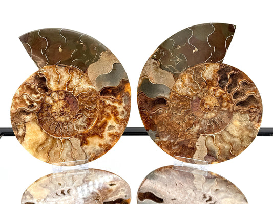 Ammonite Fossil Pair - 2.11KG - #26