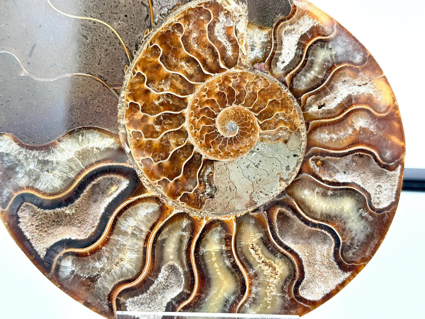 Ammonite Fossil Pair - 1.00KG - #29