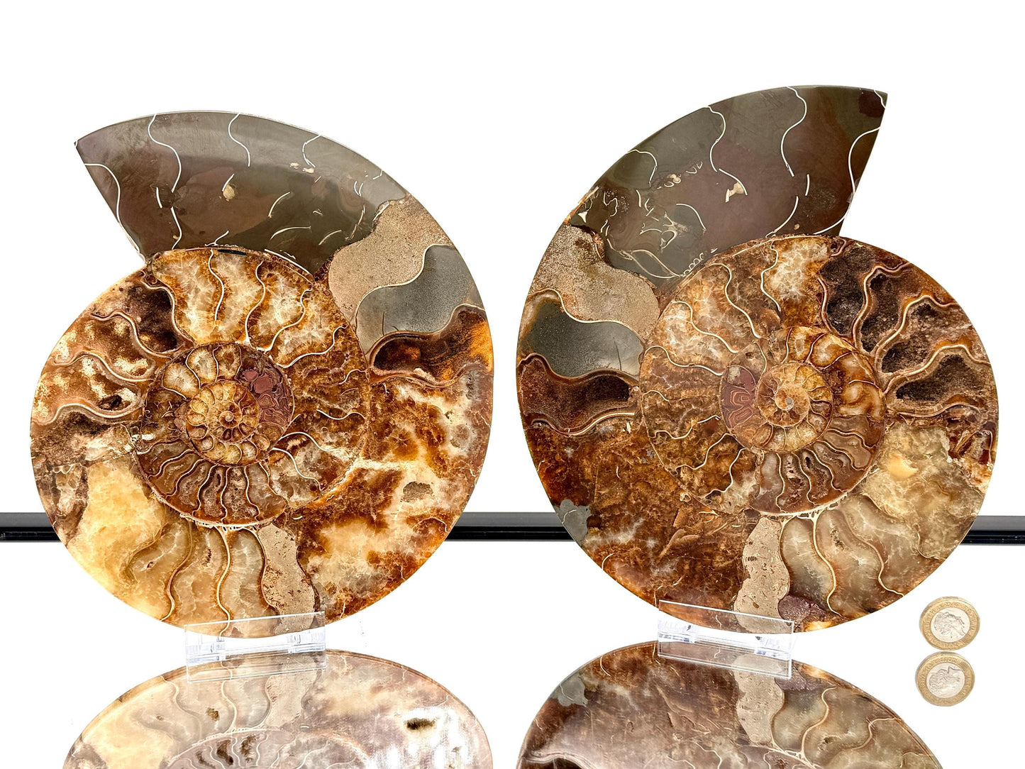 Ammonite Fossil Pair - 2.11KG - #26