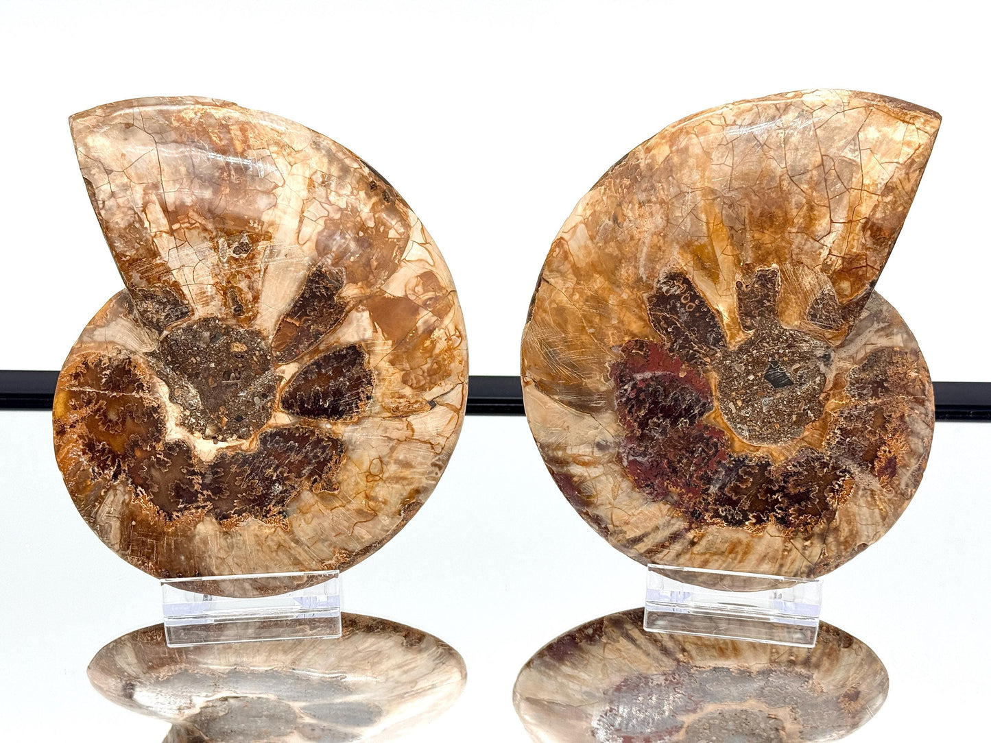 Ammonite Fossil Pair - 1.00KG - #29