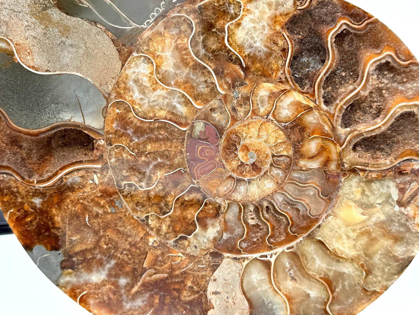 Ammonite Fossil Pair - 2.11KG - #26