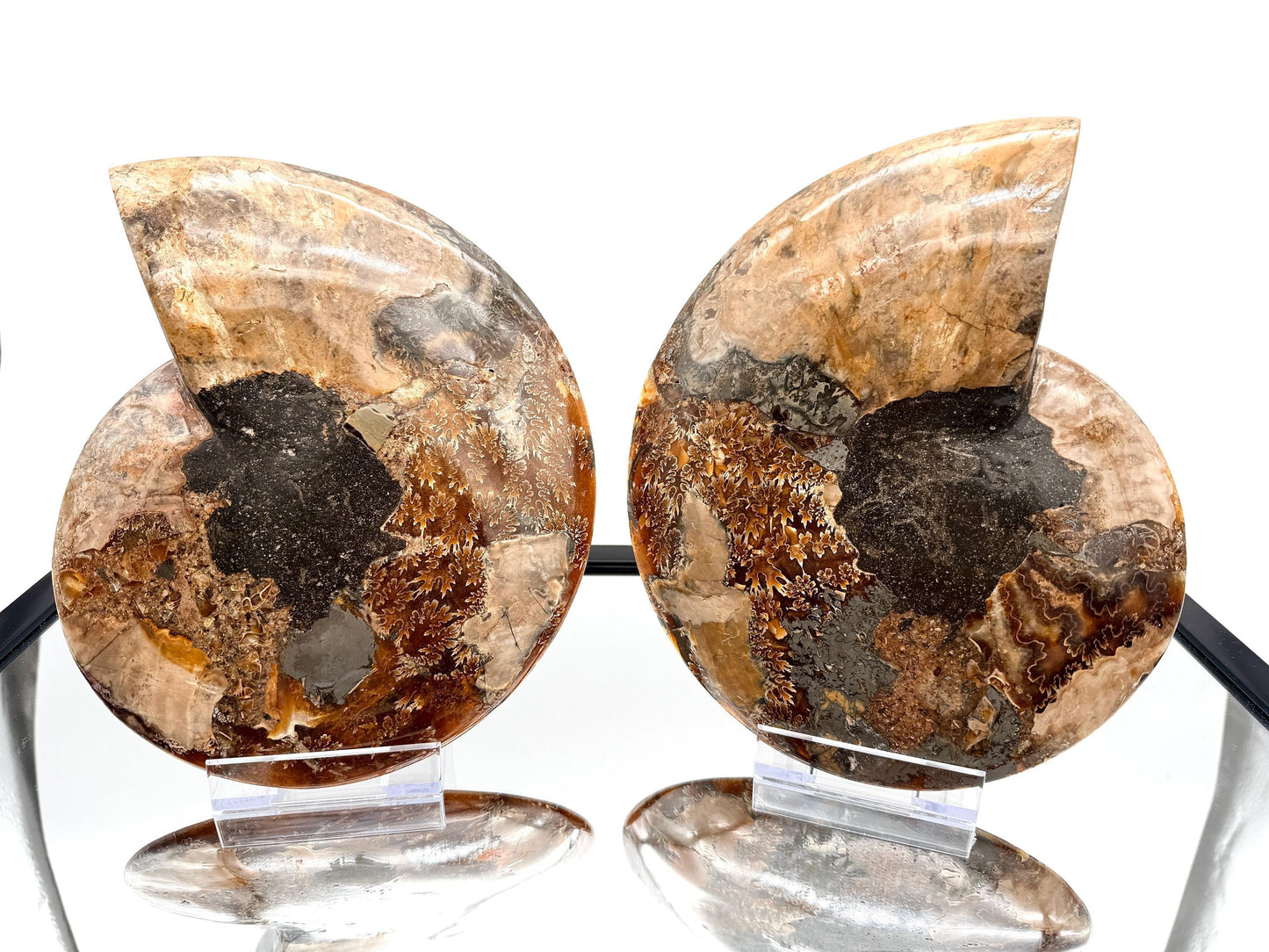 Ammonite Fossil Pair - 2.49KG - #28