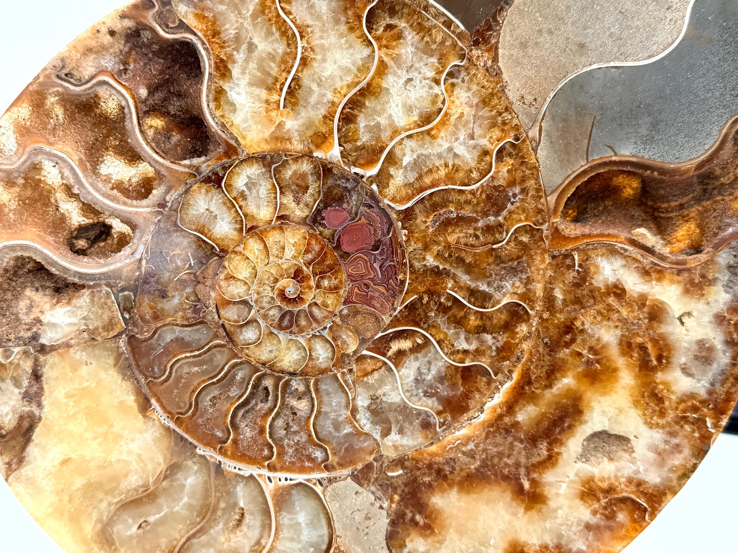 Ammonite Fossil Pair - 2.11KG - #26