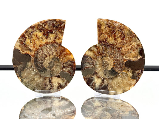 Ammonite Fossil Pair - 0.89KG - #25