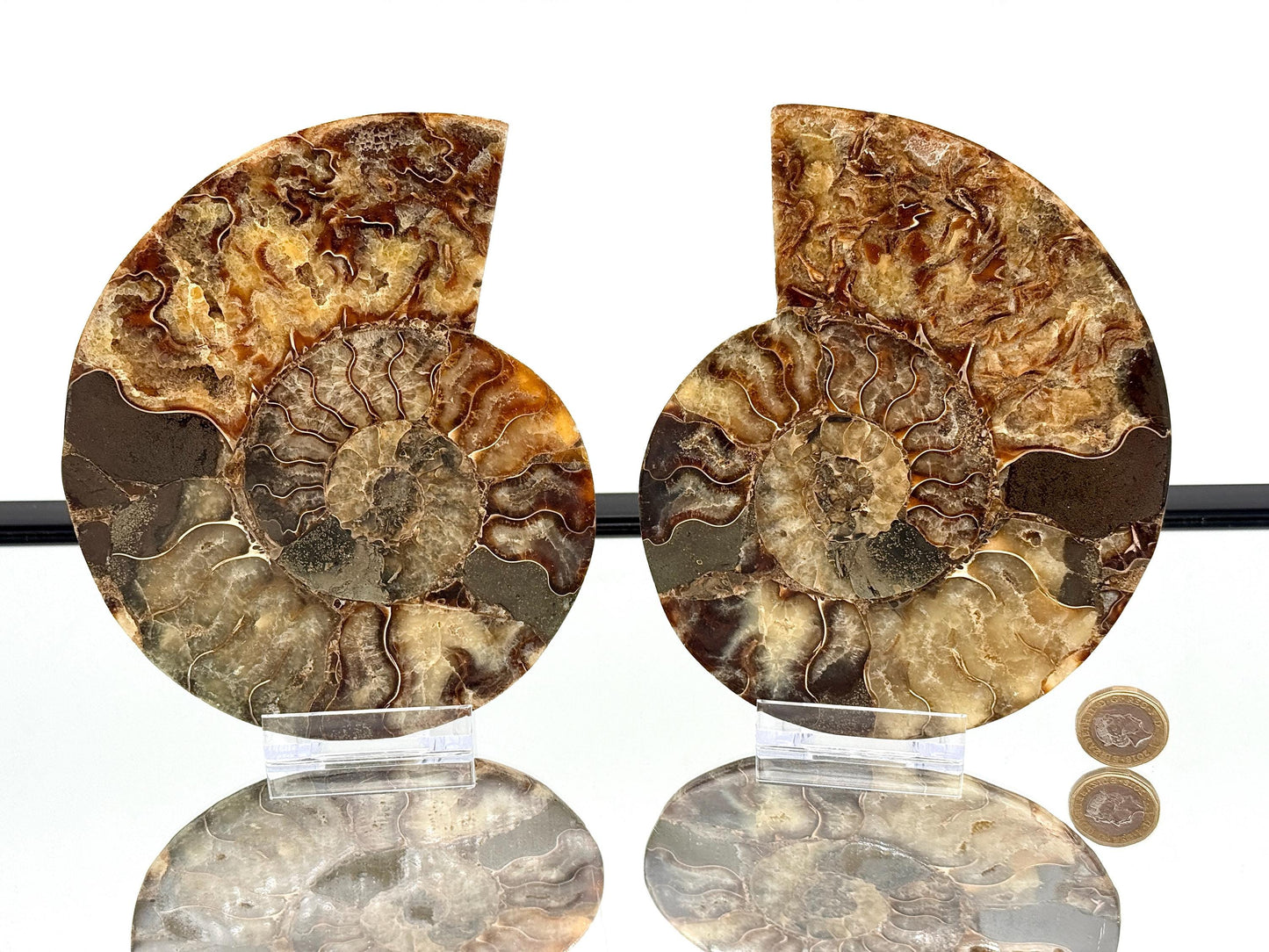 Ammonite Fossil Pair - 0.89KG - #25