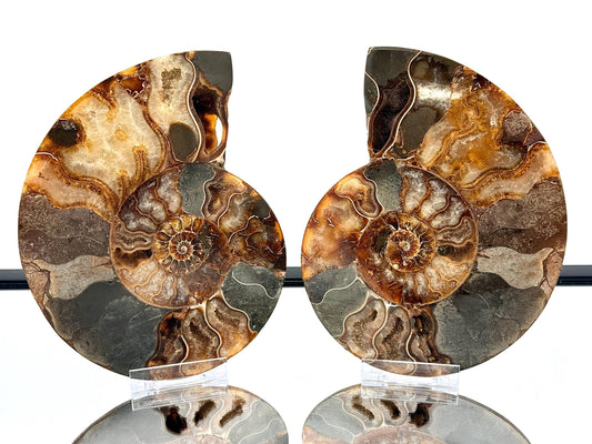 Ammonite Fossil Pair - 1.26KG - #24