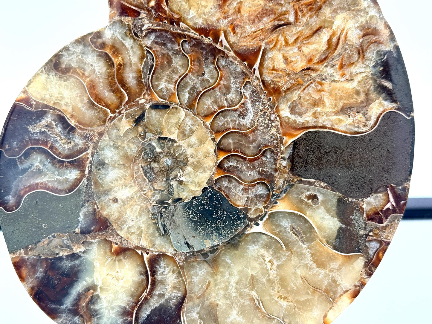 Ammonite Fossil Pair - 0.89KG - #25
