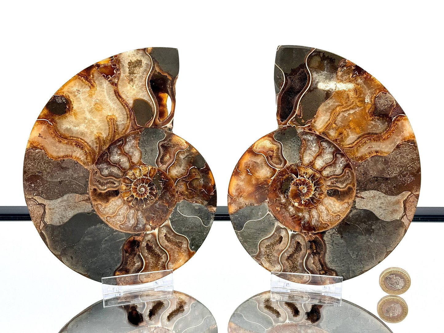 Ammonite Fossil Pair - 1.26KG - #24