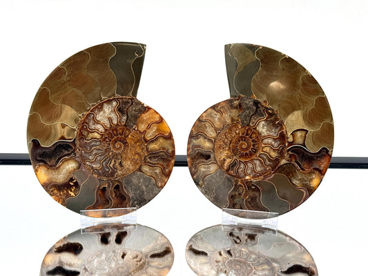 Ammonite Fossil Pair - 1.14KG - #23