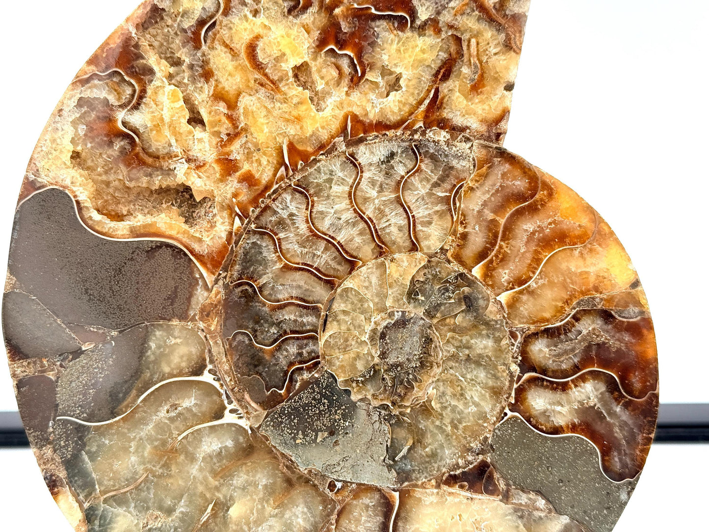 Ammonite Fossil Pair - 0.89KG - #25