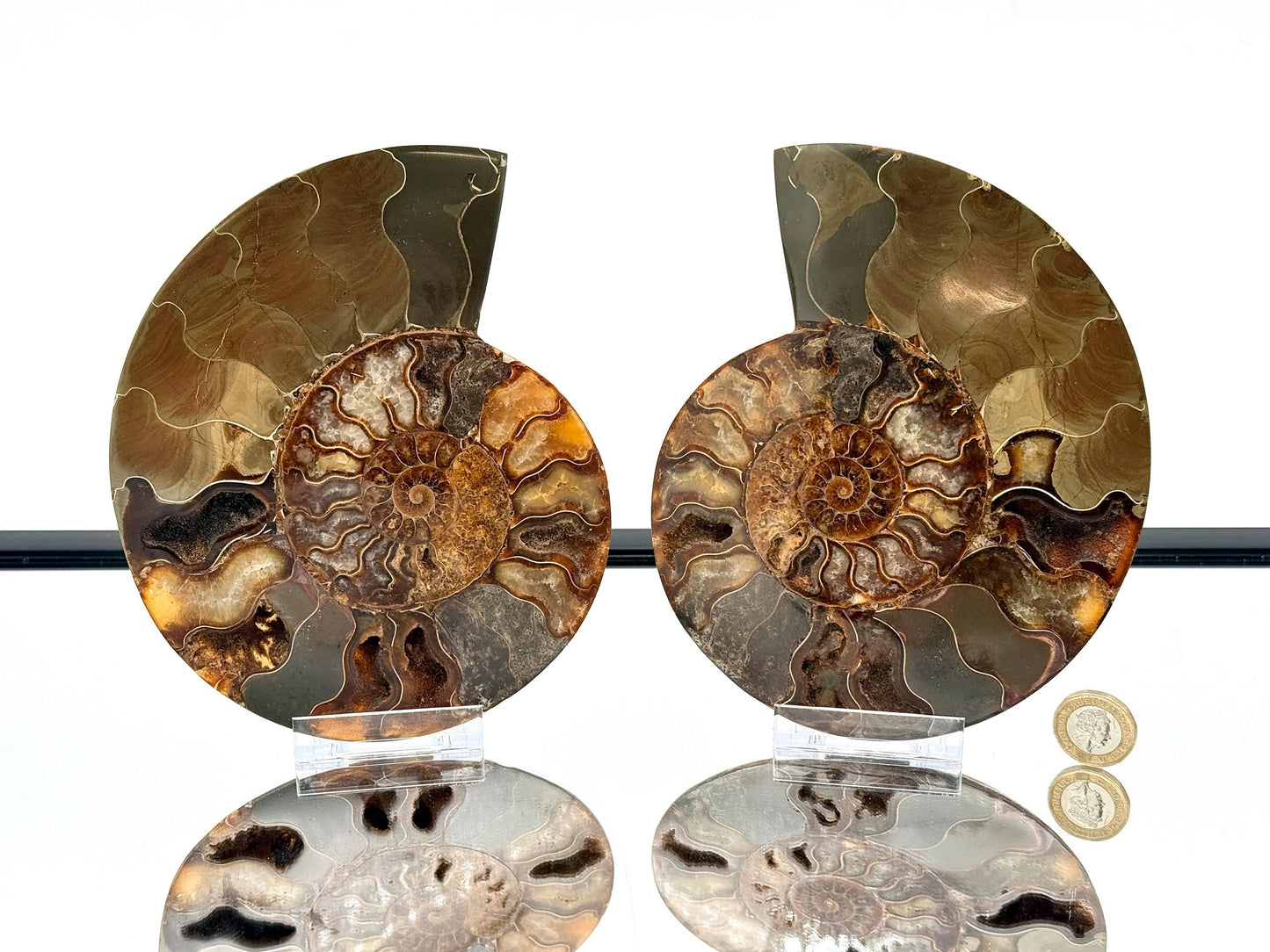 Ammonite Fossil Pair - 1.14KG - #23