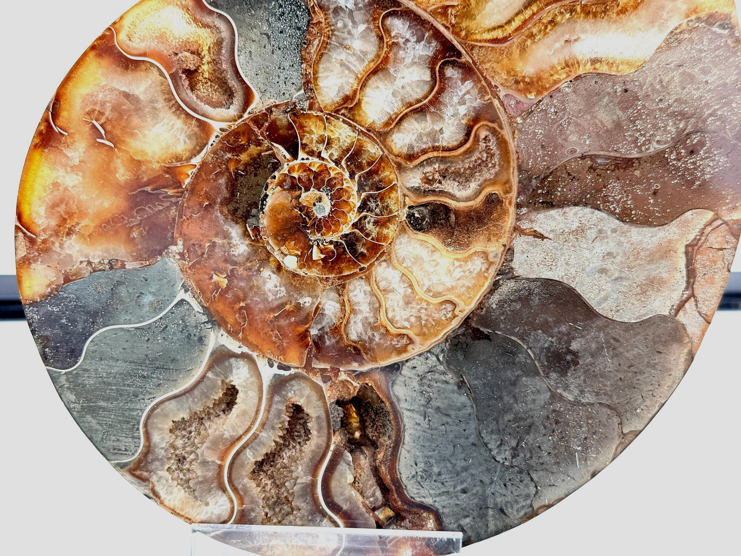 Ammonite Fossil Pair - 1.26KG - #24