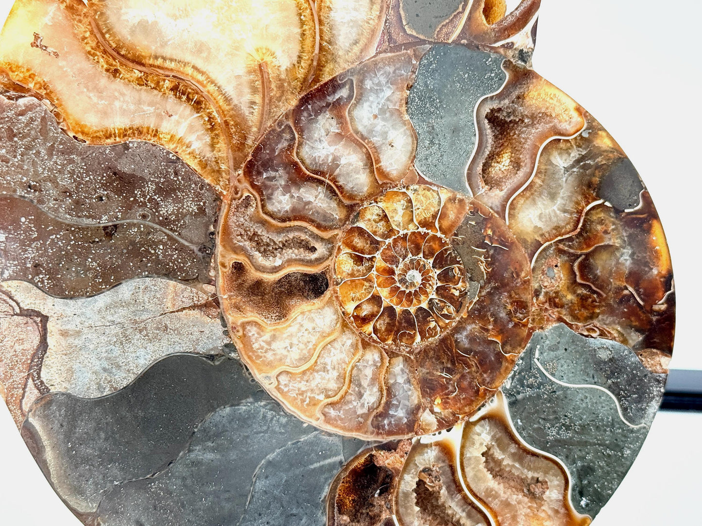Ammonite Fossil Pair - 1.26KG - #24