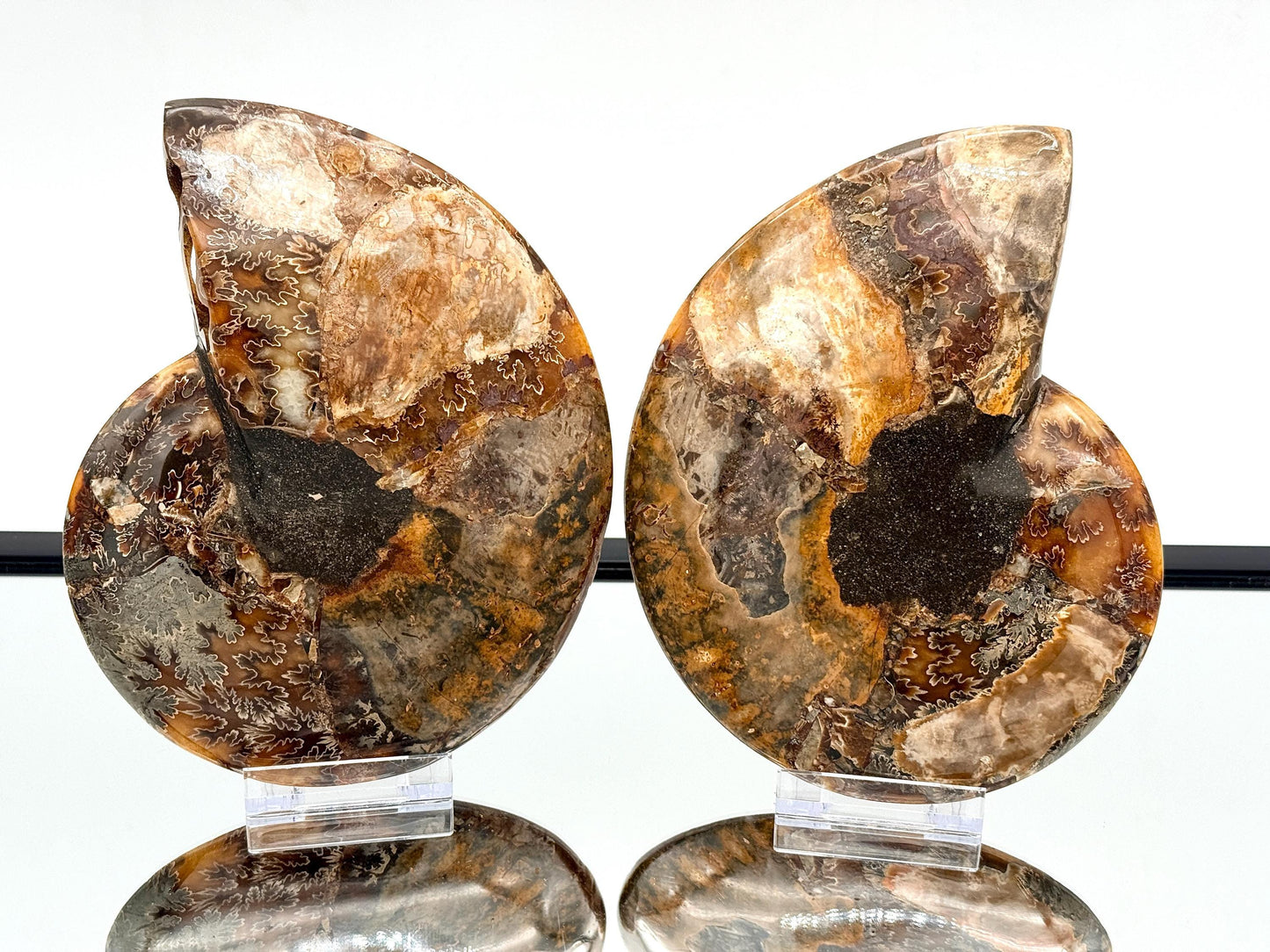 Ammonite Fossil Pair - 1.26KG - #24