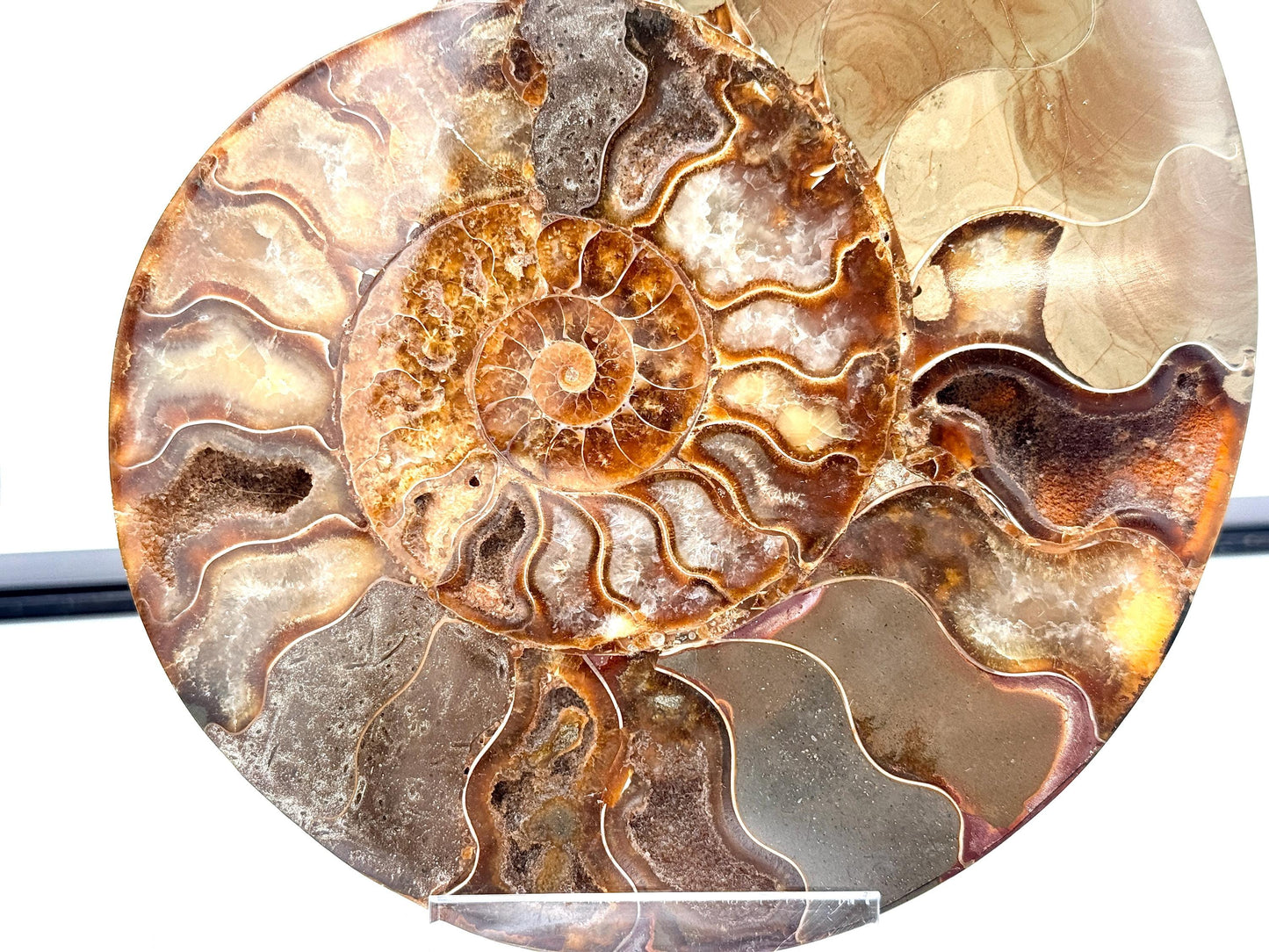 Ammonite Fossil Pair - 1.14KG - #23