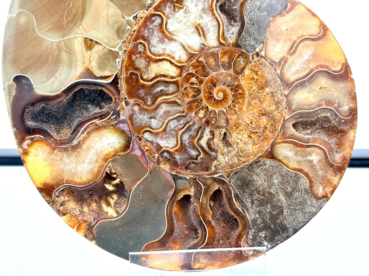 Ammonite Fossil Pair - 1.14KG - #23