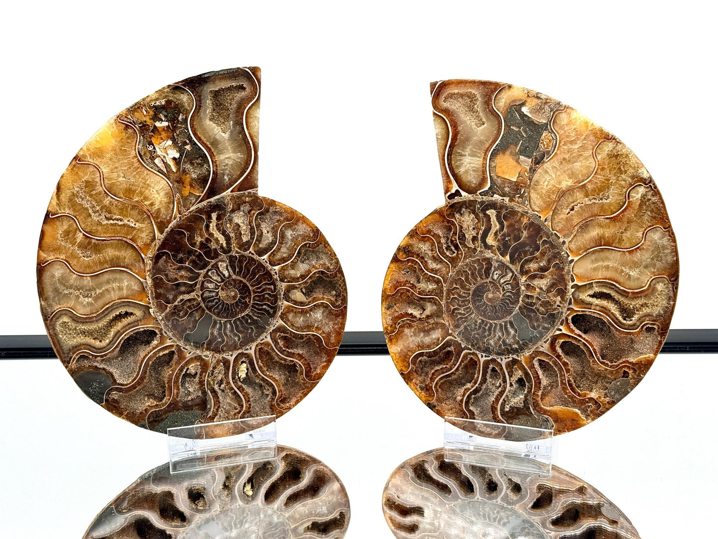 Ammonite Fossil Pair - 1.20KG - #22