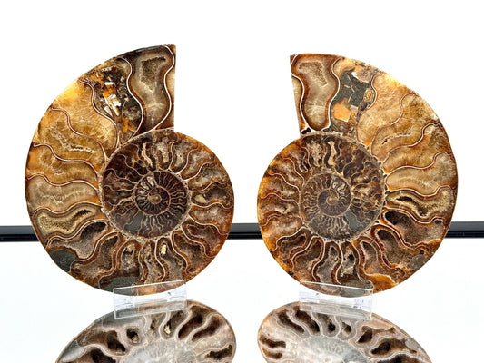 Ammonite Fossil Pair - 1.20KG - #22
