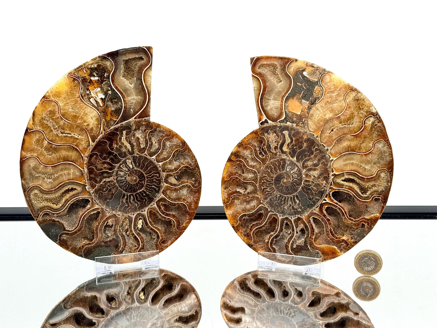 Ammonite Fossil Pair - 1.20KG - #22