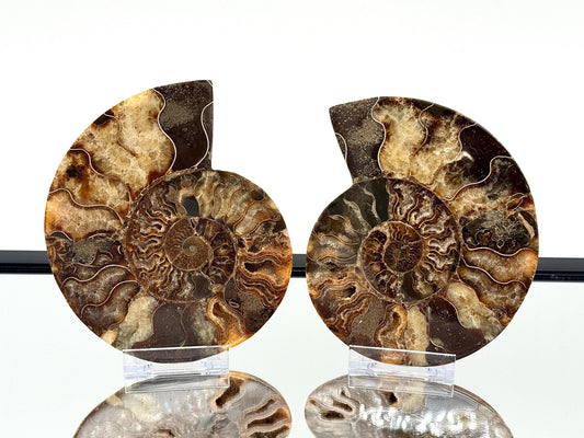 Ammonite Fossil Pair - 0.67KG - #21