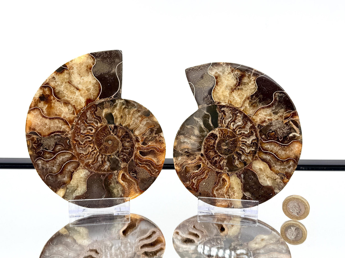 Ammonite Fossil Pair - 0.67KG - #21