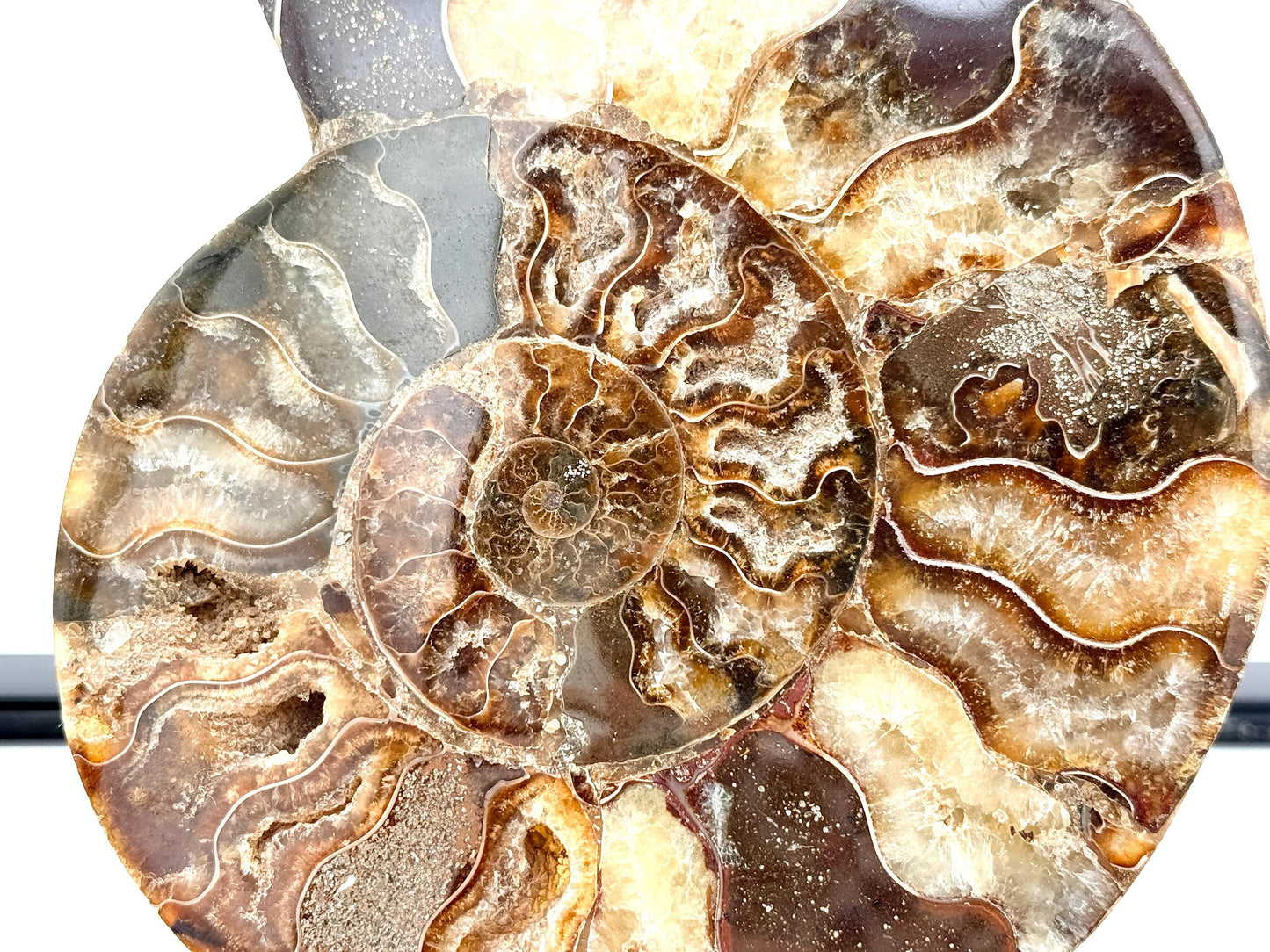 Ammonite Fossil Pair - 0.67KG - #21