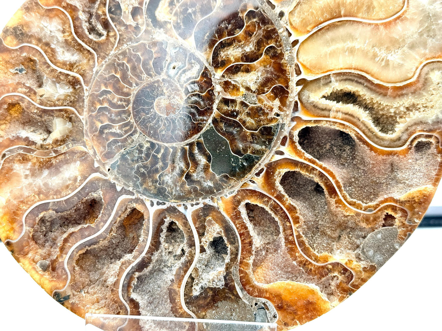 Ammonite Fossil Pair - 1.20KG - #22