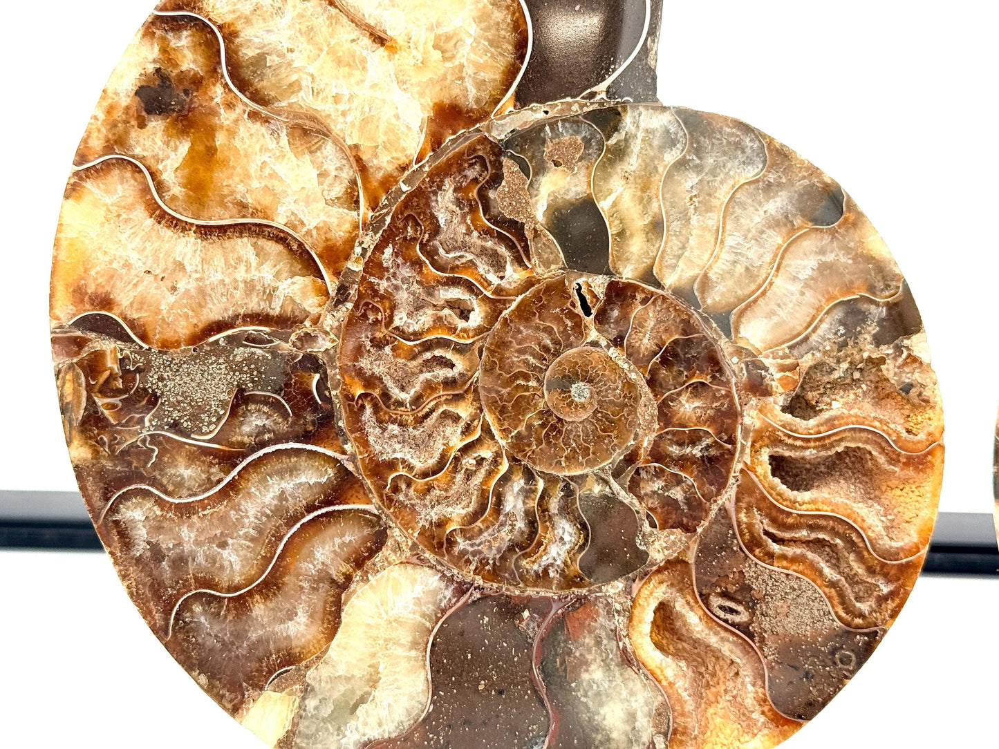 Ammonite Fossil Pair - 0.67KG - #21