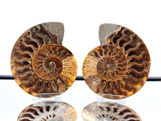 Ammonite Fossil Pair - 0.69KG - #19