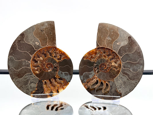 Ammonite Fossil Pair - 0.77KG - #16