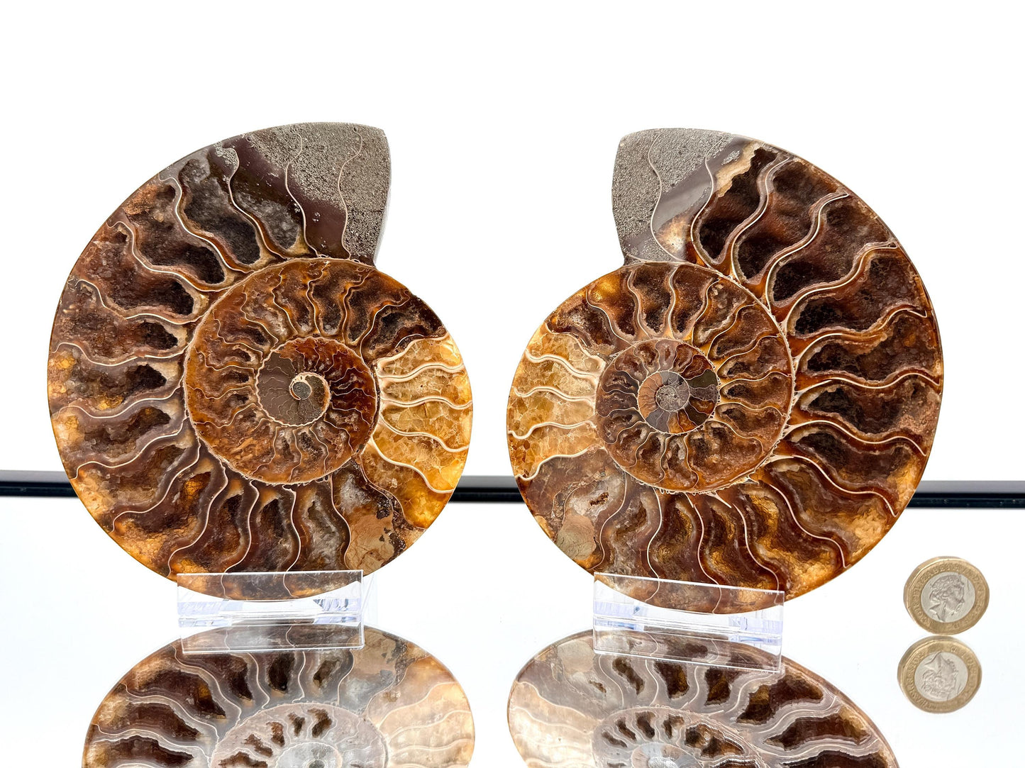 Ammonite Fossil Pair - 0.69KG - #19