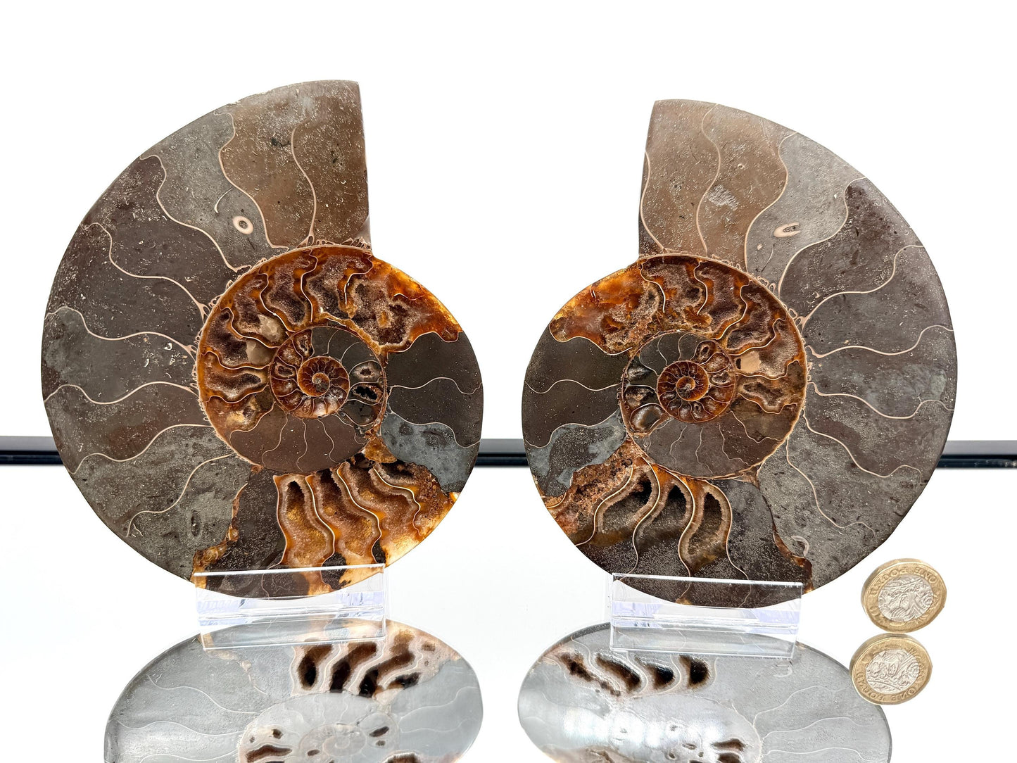 Ammonite Fossil Pair - 0.77KG - #16