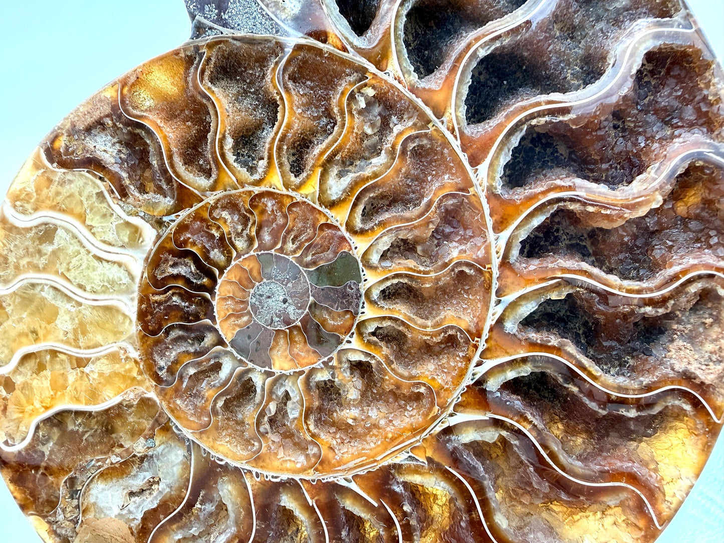 Ammonite Fossil Pair - 0.69KG - #19