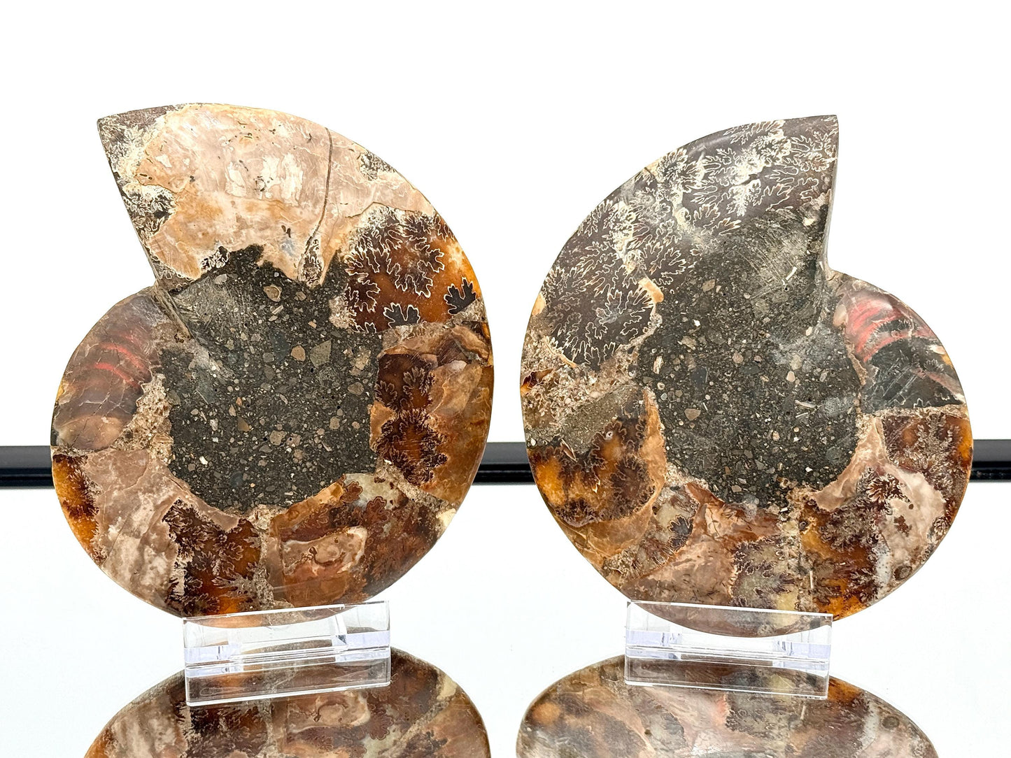 Ammonite Fossil Pair - 0.67KG - #21