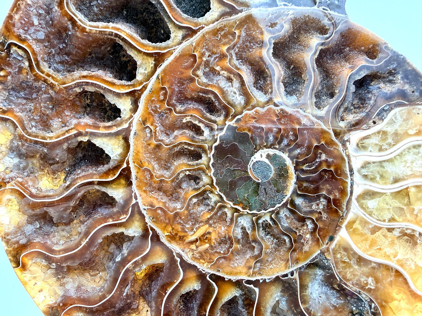Ammonite Fossil Pair - 0.69KG - #19