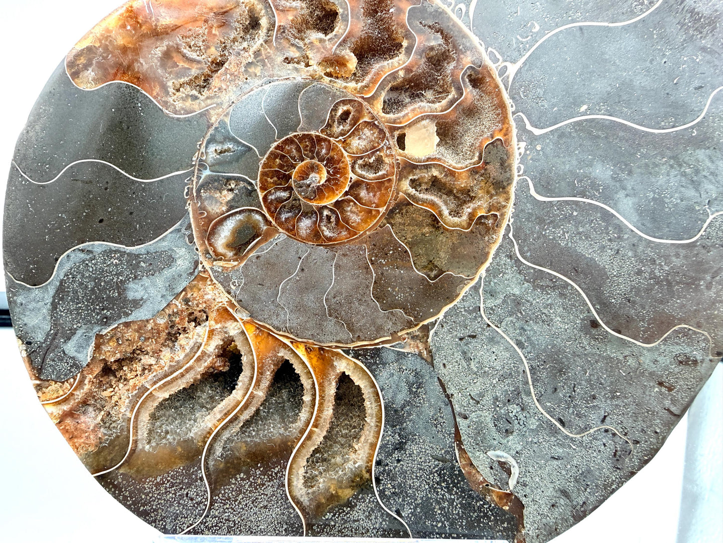 Ammonite Fossil Pair - 0.77KG - #16