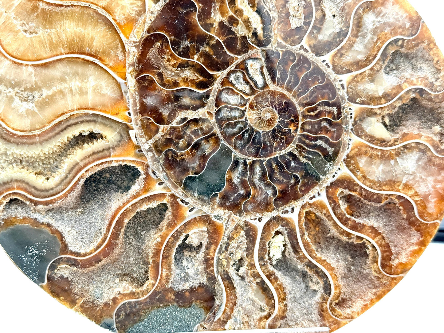 Ammonite Fossil Pair - 1.20KG - #22