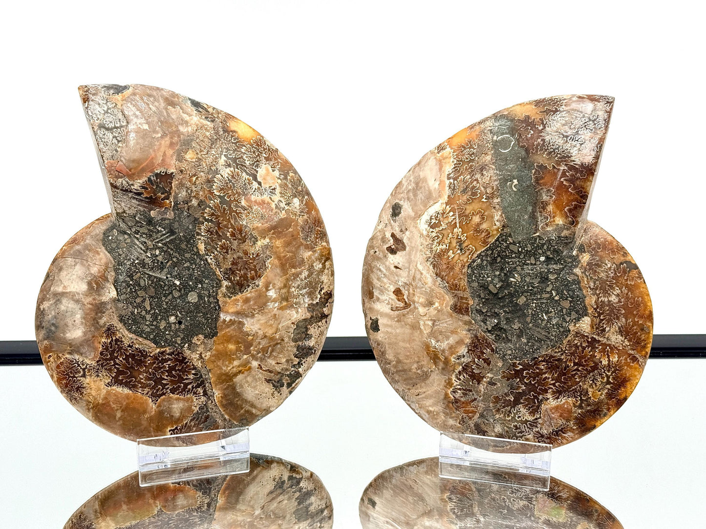 Ammonite Fossil Pair - 1.20KG - #22